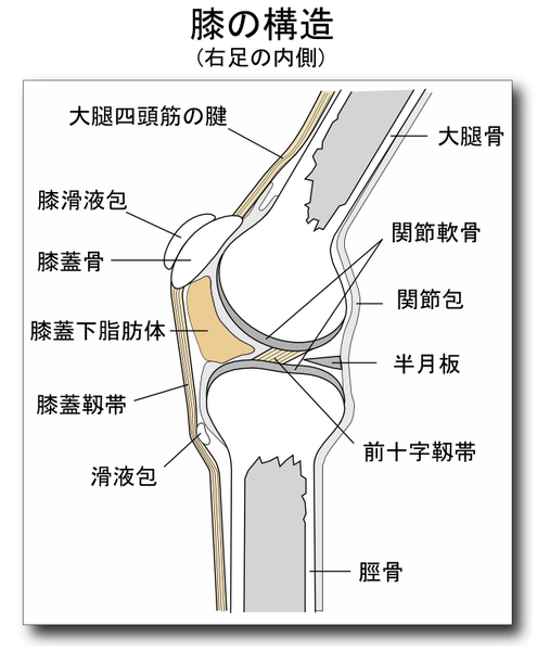 ひざの痛み 最賀鍼灸整骨院 学芸大学駅 目黒区